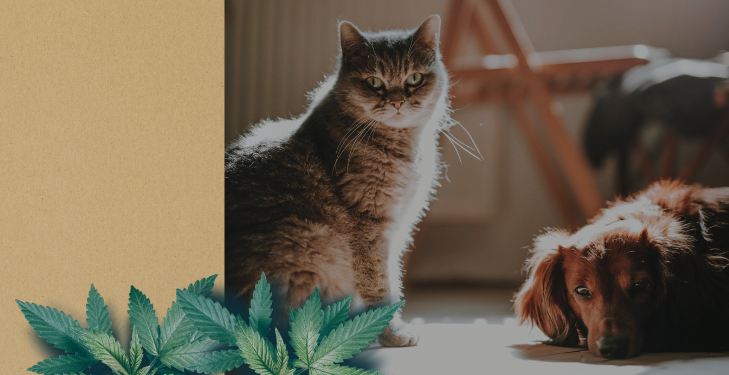 CBD dla zwierząt