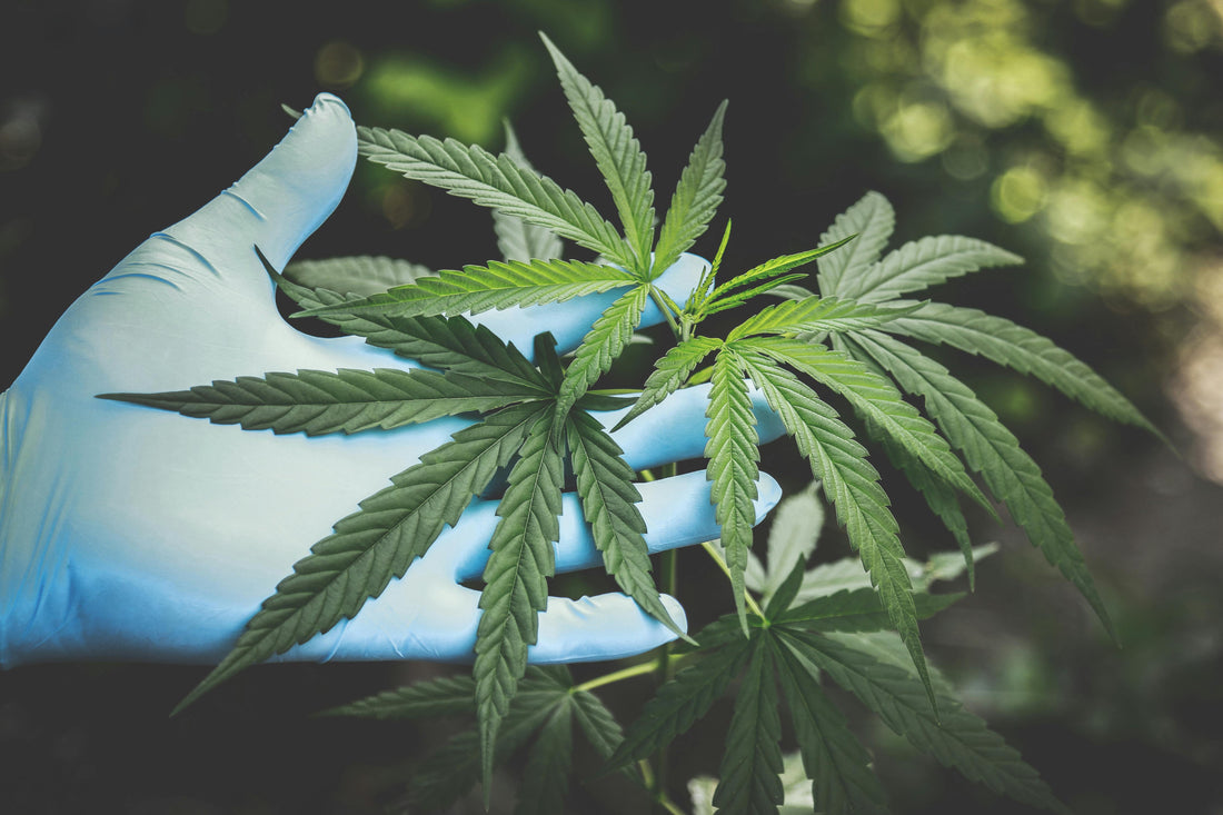 Jaka jest prawidłowa dawka CBD?