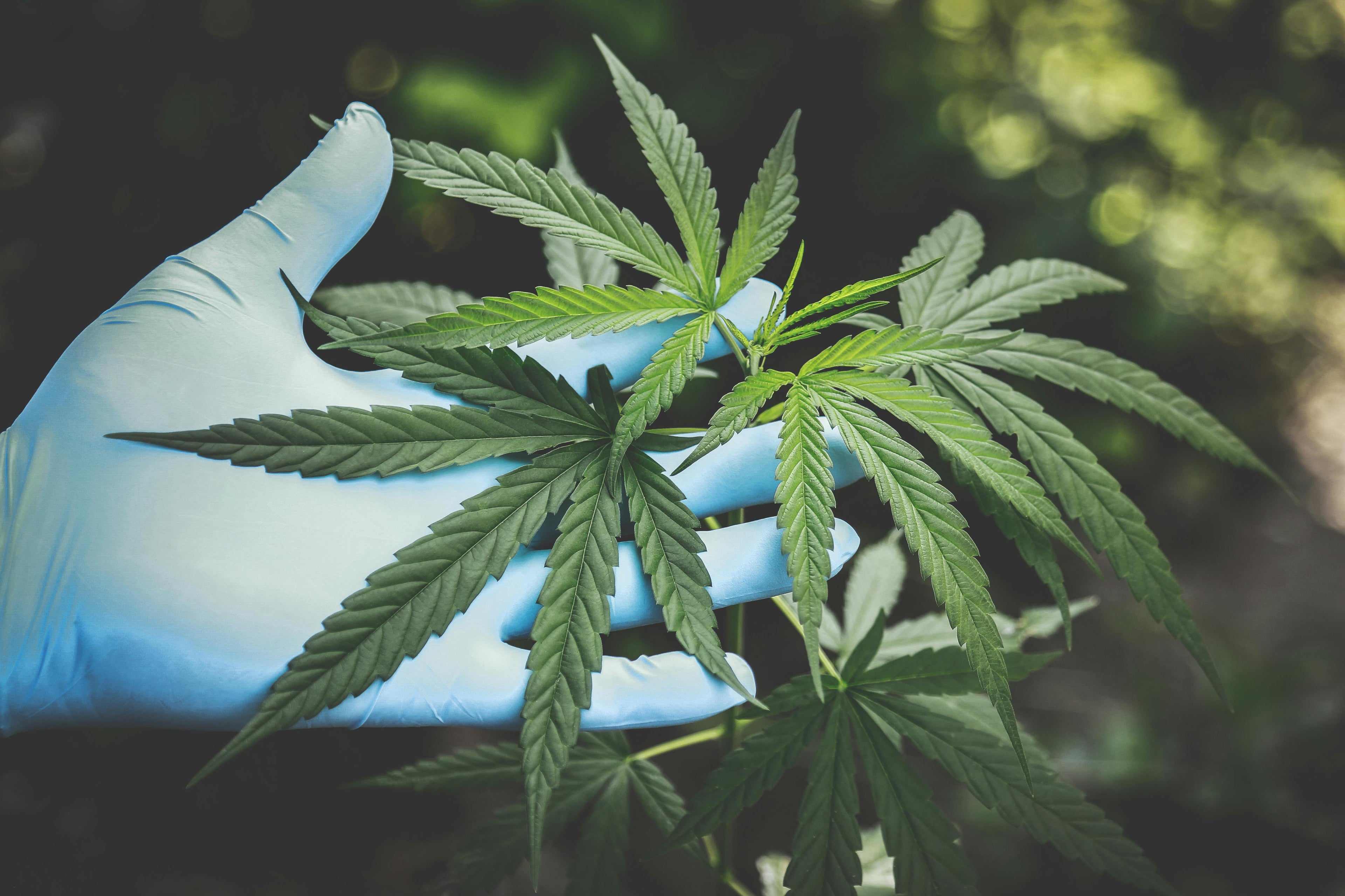 Jaka jest prawidłowa dawka CBD?