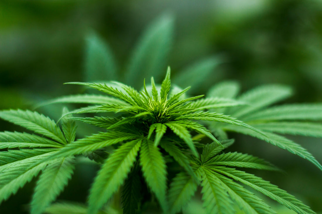 Co to jest układ endokannabinoidowy?