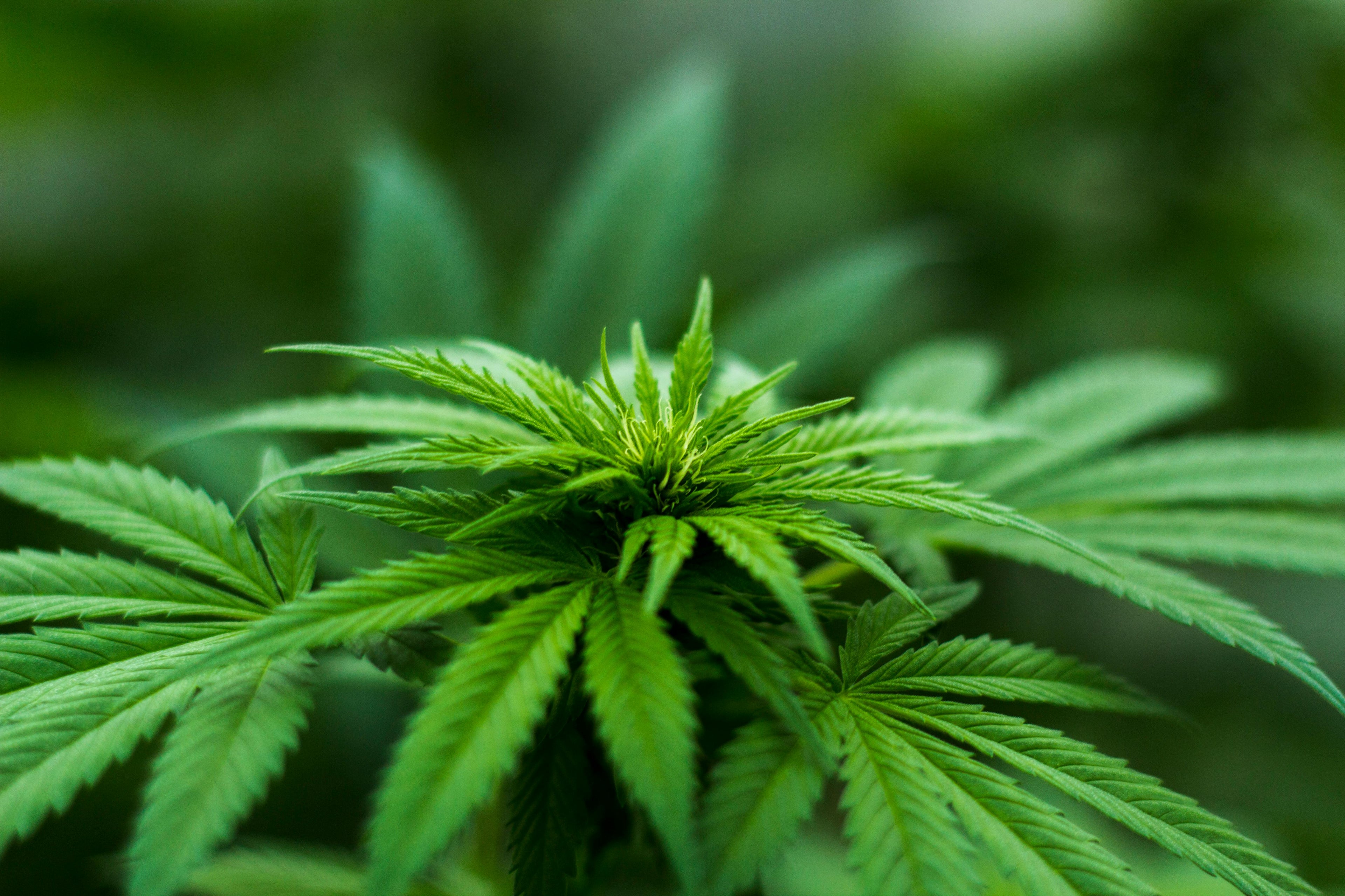 Co to jest układ endokannabinoidowy?