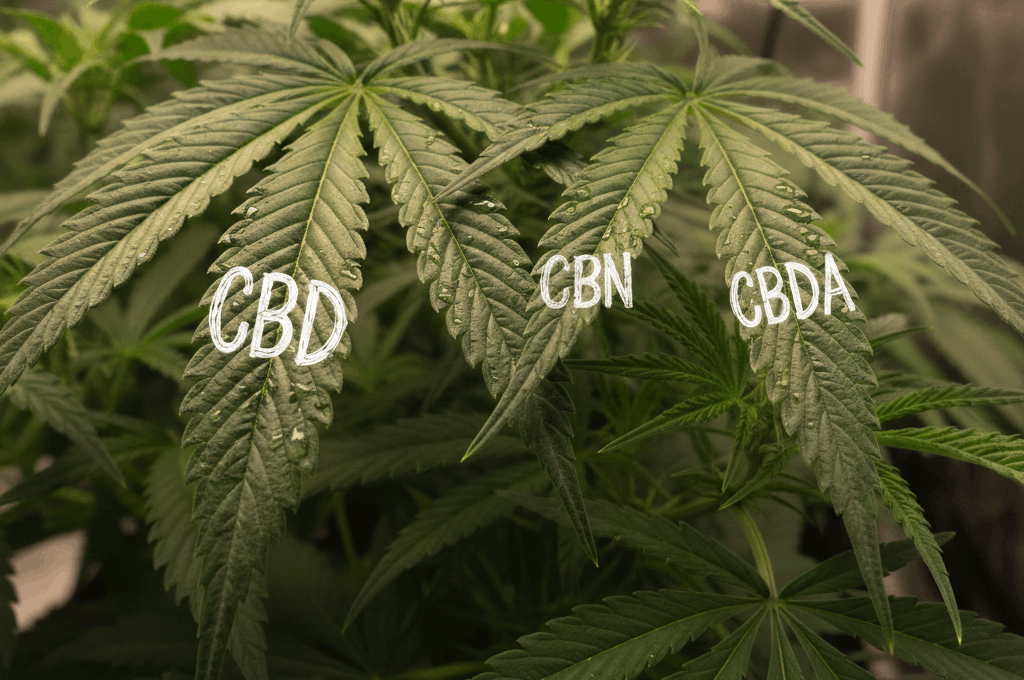 CBDA, CBD i CBN - jak działają te kannabinoidy i który wybrać? Wskazówki przed zakupem